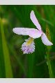 View a larger version of this image and Profile page for Pogonia ophioglossoides (L.) Ker Gawl.