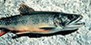 Brook trout can be distinguished from other trout by the dark, wavy line on its back and the white leading edges of its fins and tail.
