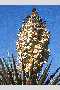 View a larger version of this image and Profile page for Yucca schidigera Roezl ex Ortgies