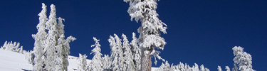 mountain hemlocks set against a deep blue sky