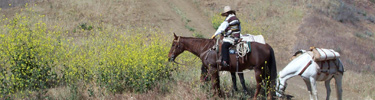 Mule packer along Anza Trail near Calabassas, California