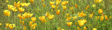 Field of Desert Flowers - Poppies