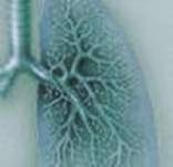 lung illustration