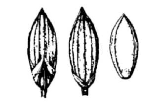 Line Drawing of Panicum philadelphicum Bernh. ex Trin.