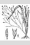 View a larger version of this image and Profile page for Panicum philadelphicum Bernh. ex Trin.