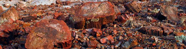 red hued petrified wood, Photo by T. Scott Williams/NPS