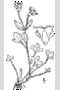 View a larger version of this image and Profile page for Saxifraga rivularis L.