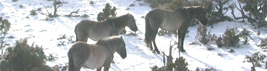 Three Pryor Mountain horses in the snow