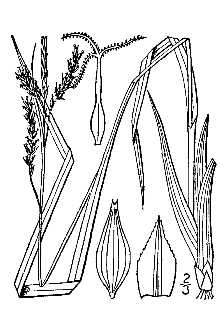 Line Drawing of Carex arctata Boott ex Hook.