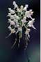 View a larger version of this image and Profile page for Platanthera integrilabia (Correll) Luer