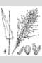 View a larger version of this image and Profile page for Dichanthelium sphaerocarpon (Elliot) Gould var. sphaerocarpon