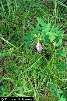 Photo of Clitoria mariana L.