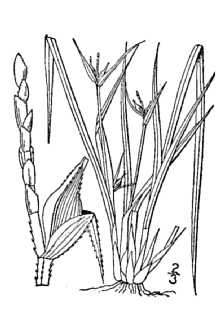 Line Drawing of Carex jamesii Schwein.
