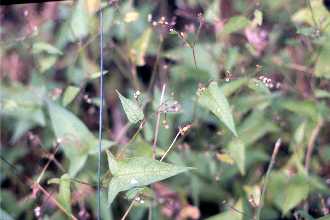 Photo of Polygonum arifolium L.