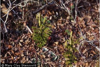 Photo of Lycopodium dendroideum Michx.