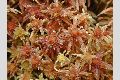 View a larger version of this image and Profile page for Sphagnum quinquefarium (Lindb. ex Braithw.) Warnst.