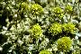 View a larger version of this image and Profile page for Eriogonum argophyllum Reveal