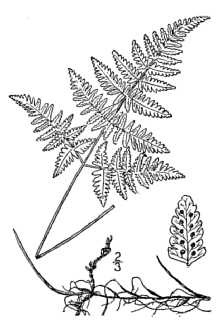 Line Drawing of Gymnocarpium robertianum (Hoffm.) Newman