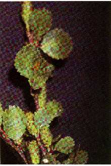 Photo of Betula glandulosa Michx.