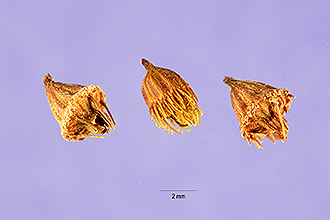 Photo of Agrimonia pubescens Wallr.