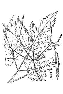 Line Drawing of Osmorhiza berteroi DC.