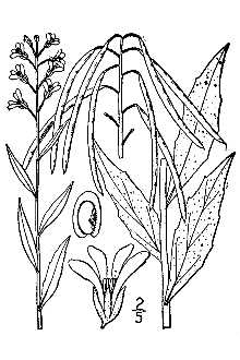 Line Drawing of Arabis canadensis L.