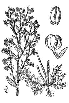 Line Drawing of Lechea mucronata Raf.