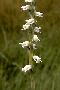 View a larger version of this image and Profile page for Spiranthes laciniata (Small) Ames