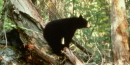 Black Bears are excellent tree climbers.