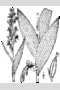 View a larger version of this image and Profile page for Platanthera flava (L.) Lindl. var. flava