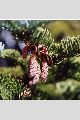 View a larger version of this image and Profile page for Abies lasiocarpa (Hook.) Nutt. var. lasiocarpa
