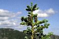 View a larger version of this image and Profile page for Abies lasiocarpa (Hook.) Nutt. var. lasiocarpa
