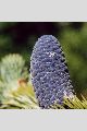 View a larger version of this image and Profile page for Abies lasiocarpa (Hook.) Nutt. var. lasiocarpa