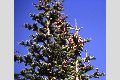 View a larger version of this image and Profile page for Abies lasiocarpa (Hook.) Nutt. var. lasiocarpa