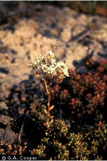 Photo of Saxifraga paniculata Mill. ssp. neogaea (Butters) D. Löve