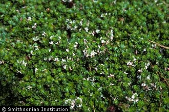 Photo of Vaccinium macrocarpon Aiton