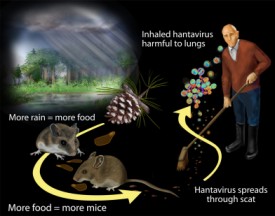 illustration depicting the spread of hantavirus