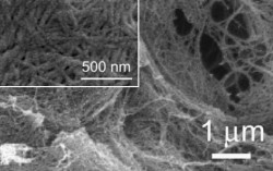microscope images of nanogel fibers