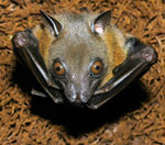 Photo of lesser short-nosed fruit bat