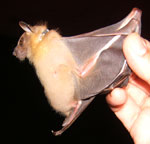 Photo of hand holding a bat by its wings