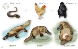 Text and illustration: Venom, eggs, and lactation reflect reptilian, avian and mammalian lineages in platypus genome