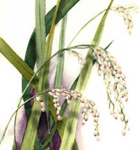 Illustration of rice