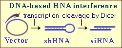 DNA-based RNAi