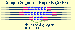 Simple Sequence Repeats (SSR)