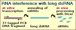 dsRNA