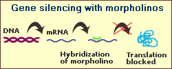 morpholino
