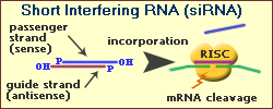 siRNA