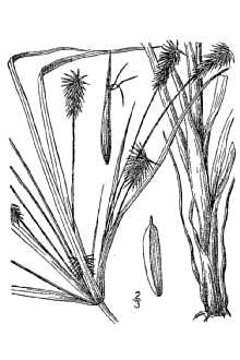 Line Drawing of Cyperus hystricinus Fernald