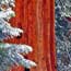 Winter snows bring much needed moisture to a sequoia grove