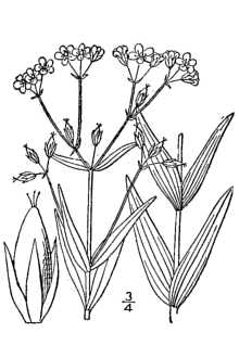 Line Drawing of Hypericum majus (A. Gray) Britton